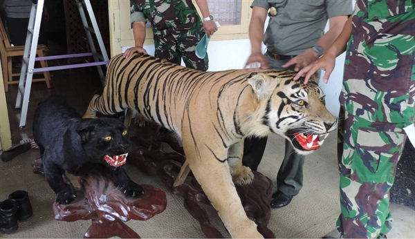 Major Tiger Trader Busted In Indonesia—faces 5 Years In Prison And 10000 Usd Fine Newsroom 8795